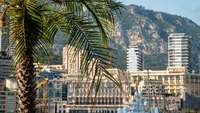 Palme am Hafen von Monte Carlo, im Hintergrund Yachten und Hotels