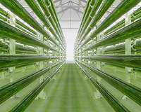 CCS Algen-Bioreaktor zur CO2-Abscheidung und Herstellung von Biokraftstoff 