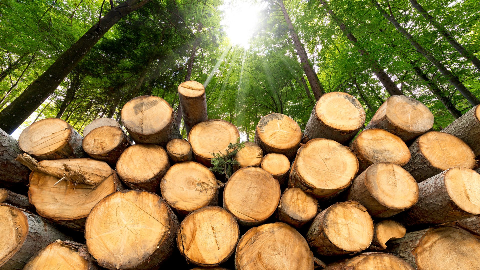 Gefällte Bäume gestapelt im Wald