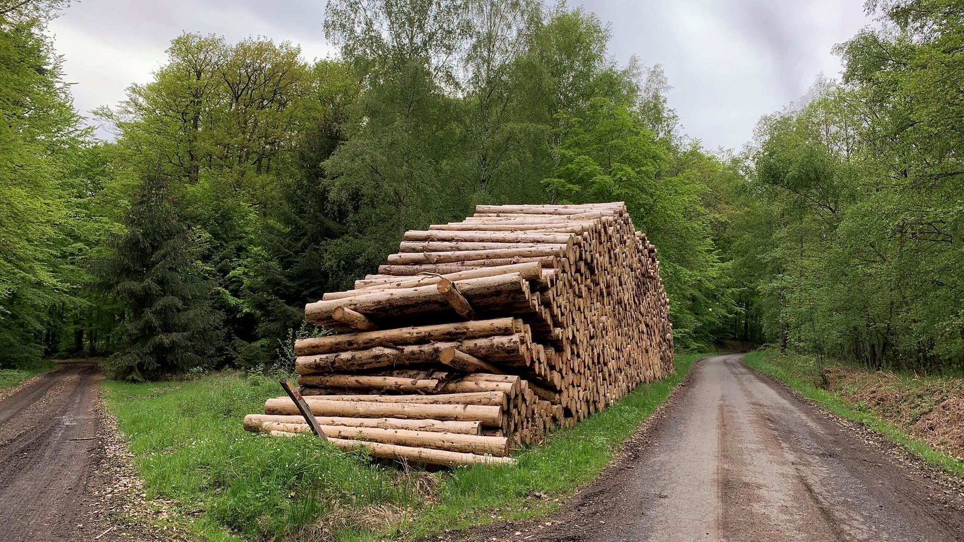 Holzstapel an einer Weggabelung im Wald