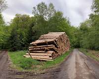 Holzstapel an einer Weggabelung im Wald