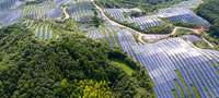 Große Solaranlage in einem chinesischen Wald